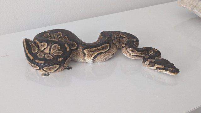 Preview of the first image of 2023 Blackhead Special Trick Female Ball Python.