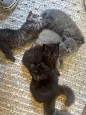 Image 3 of BBSH X Blue/Grey British Tabby kittens 3 available