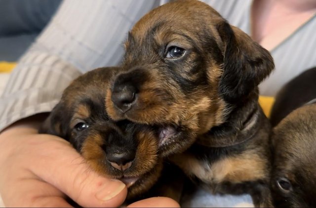 Preview of the first image of Working Teckel - Wirehaired Dachshund Puppies.