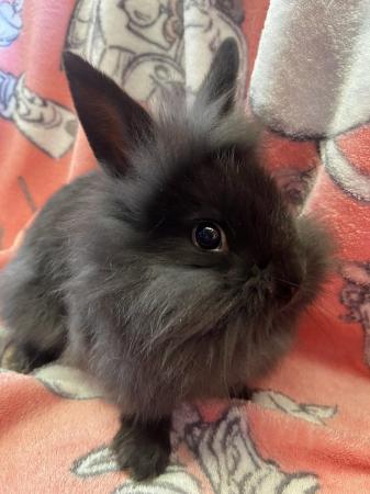 Image 4 of Beautiful 7 week old bunnies for sale.