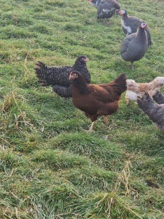 Image 2 of Point of lay pure breed chickens for sale