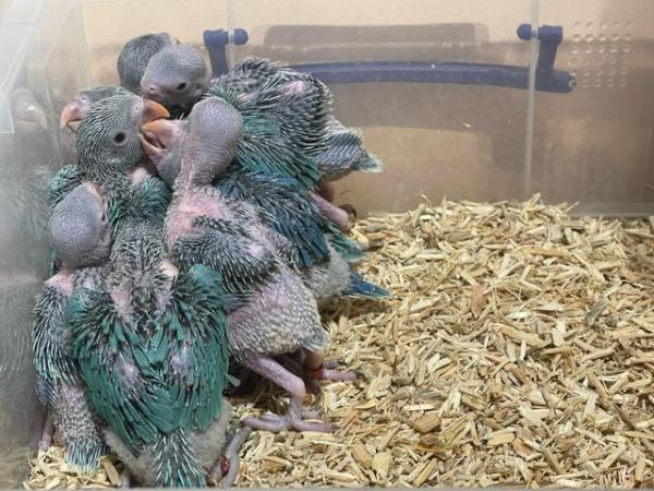 Image 3 of Properly Hand Reared Indian Ringneck Chicks Cuddly Tame