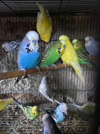 Image 2 of Pet type budgies now available to go