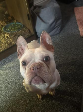 Image 3 of 2 years and 5 months french bulldog male