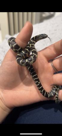 Image 5 of Florida king snake unsexed comes with Vic