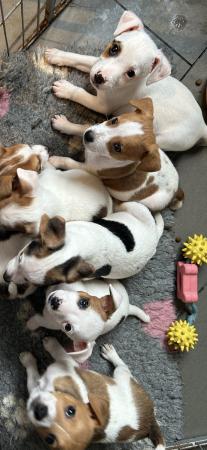 Image 5 of Beautiful Jack Russell puppies