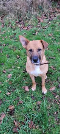 Image 3 of CLELIA, MIX MALINOIS IN WORCHESTERSHIRE