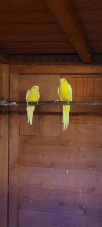 Image 3 of Eligant  grass parakeets  wanted pairs or single