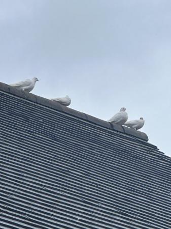 Image 3 of White doves needing new homes