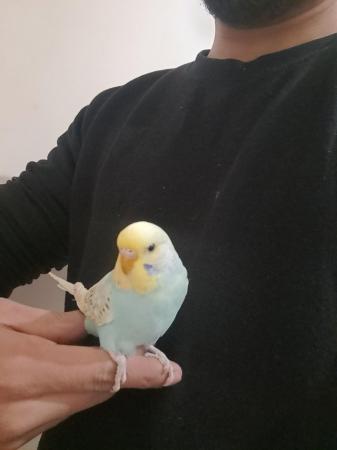 Image 11 of Young hand tamed baby budgies for sale