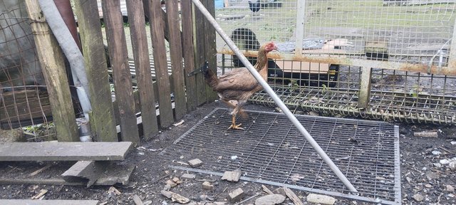 Image 1 of English old aseel hen laying eggs