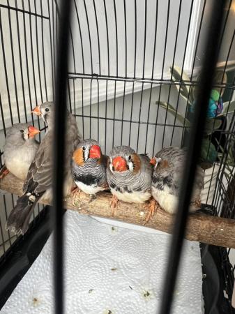 Image 2 of Baby male Java sparrow for sale