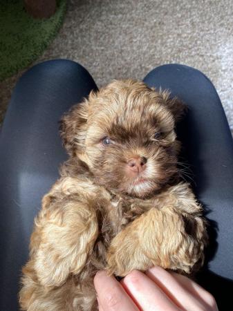 Image 4 of Beautiful shihpoo girl puppy ready now