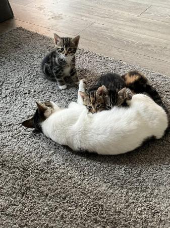 Image 4 of 4 Beautiful Tabby x Siamese kittens