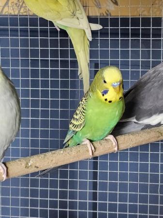 Image 5 of Budgies and cockatiels for sale