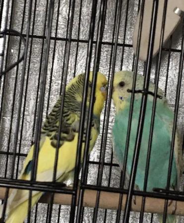 Image 2 of Paired budgies plus paired zebra finches