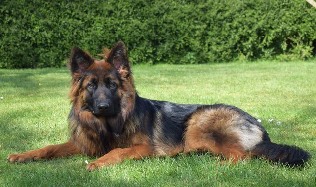 Image 10 of Top Quality Red & Black Longcoated GSD Pups
