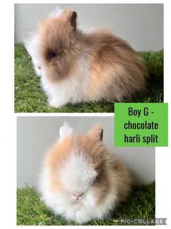 Image 6 of Stunning double mained lionhead babies