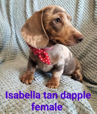 Image 1 of Only 2 girls left!! Mini dachshund puppies KC REG