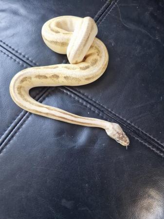 Image 4 of Royal python female beautiful markings