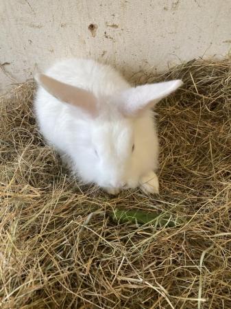 Image 2 of Mixed breed lionhead X lopear male blue eyes white rabbit