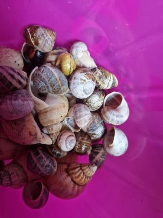 Image 4 of Assorted shells for fish tank