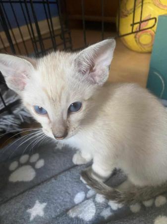 Image 28 of Exceptionally beautiful and silky soft GCCF siamese kittens