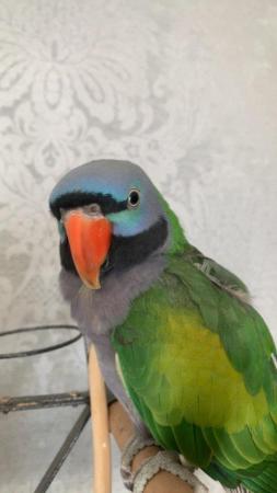 Image 1 of BIRDS FOR REHOMING ( read desc)