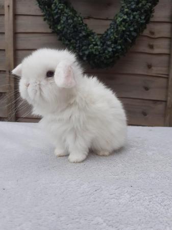 Image 5 of **Stunning mini lop baby boy vaccinated**