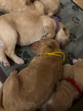 Image 8 of F1B Goldendoodle Puppies *Viewings Now*