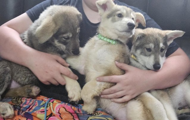 Image 3 of Adorable malamute cross puppies for sale