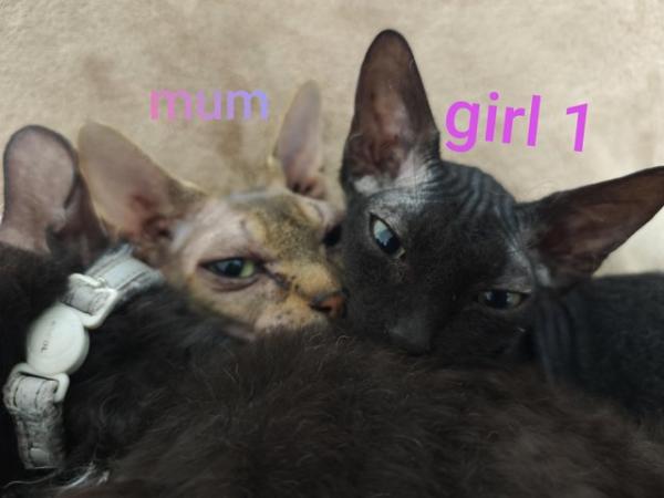 Image 12 of Full sphynx kittens boys girls