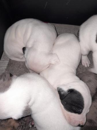 Image 25 of Staffordshire bull terrier puppies