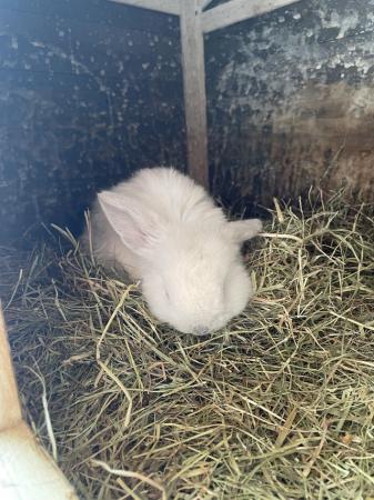 Image 1 of Lops for sale 1 year ,4 months,3 months and 2 months.