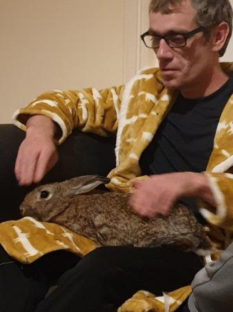 Image 1 of Bonded pair of rabbits for sale