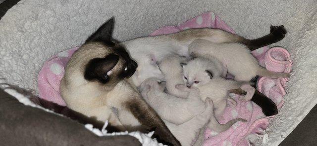 Image 2 of 5 Male Siamese kittens for sale - 4 LEFT
