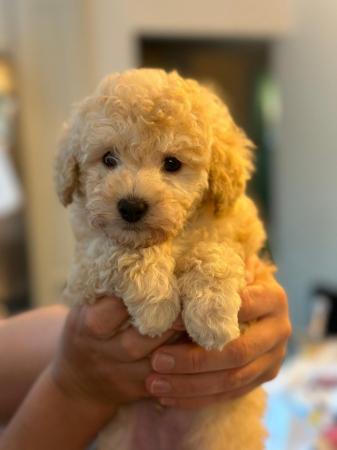 Image 5 of Tiny KC registered Apricot Toy Poodles