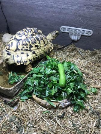 Image 3 of Four year old leopard tortoise for sale with full setup
