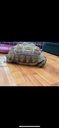 Image 3 of Large sulcuta tortoise for rehoming