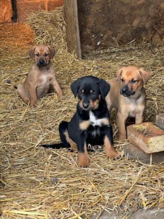 Image 3 of Huntaway Puppies for Sale. Ready to leave now!