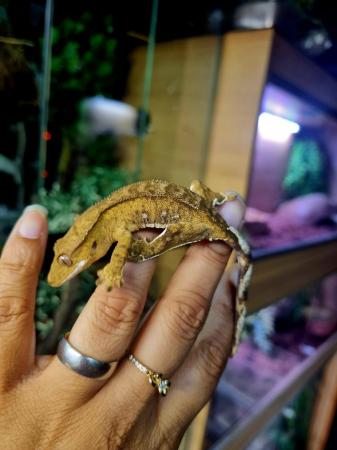 Image 13 of Beautiful Male Crested Gecko