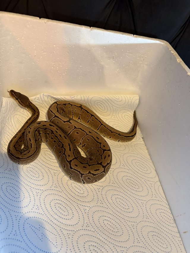 Royal python “Pin stripe” male