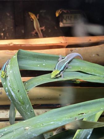Image 2 of Baby Neon Day Geckos - Phelsuma Klemmeri