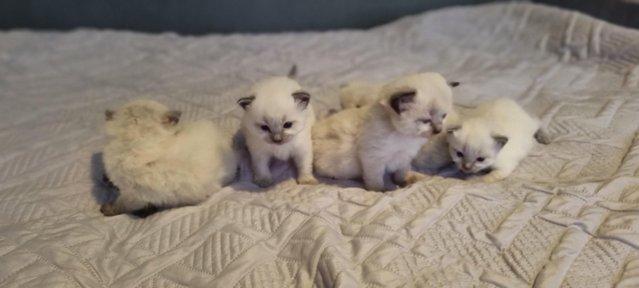 Image 2 of Pure breed ragdoll kittensready 11th June