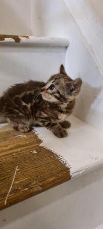 Image 12 of DISCOUNTED Bengal kittens ready for a loving new home