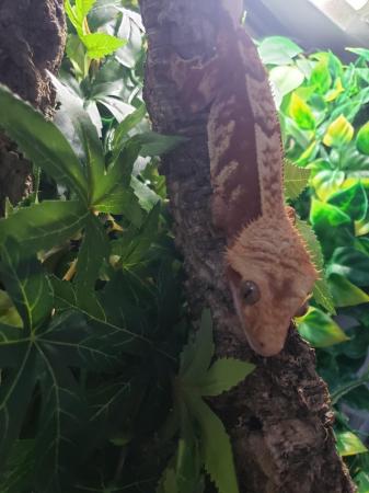 Image 3 of Beautiful Red Harlequin Pinstripe Crested Gecko