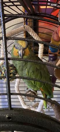 Image 1 of Amazonparrot for sale including cage