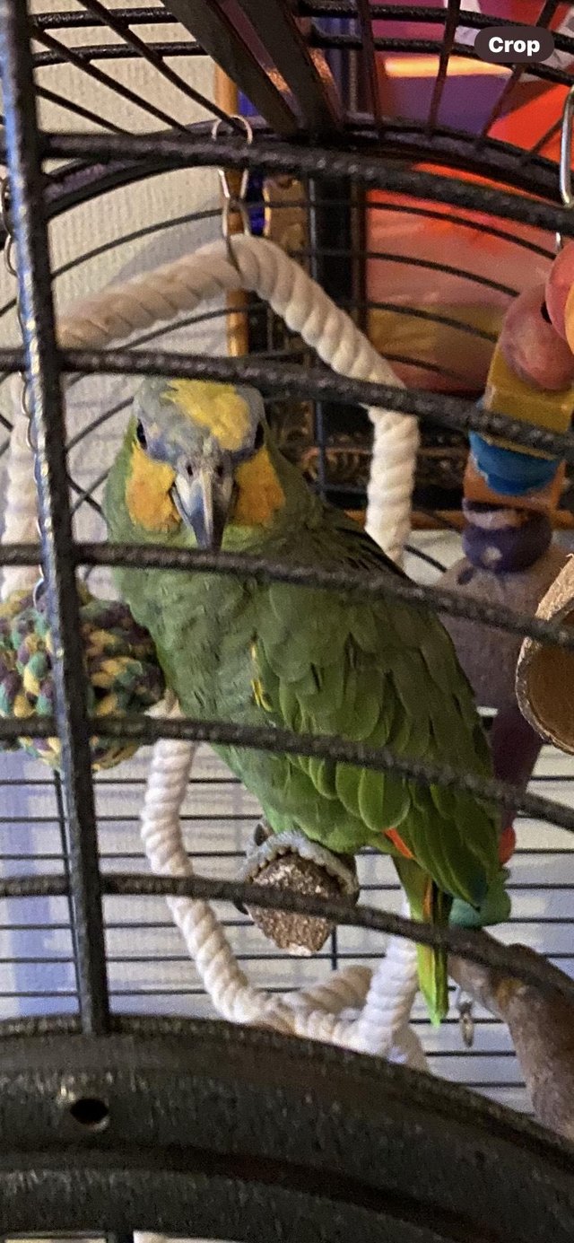 Preview of the first image of Amazon  parrot for sale including cage.