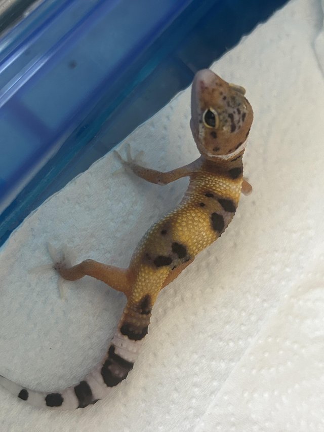 Preview of the first image of High end baby leopard geckos available.