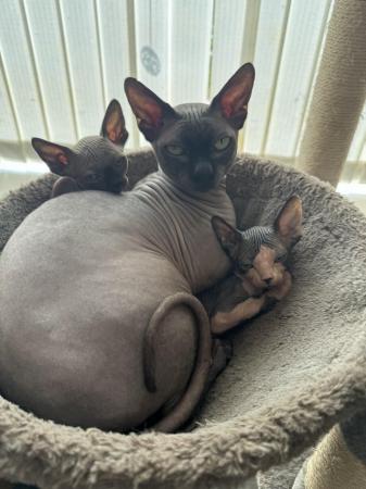 Image 13 of 2 sphynx kittens ready now for loving homes